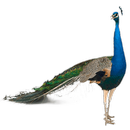 Peafowl (Peacock) Widget aplikacja