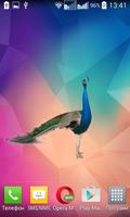 Peafowl (Peacock) Widget imagem de tela 2