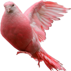 Pigeon Widget for LOVE 图标