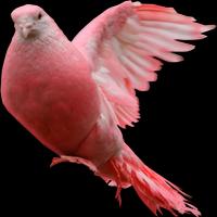 3 Schermata Pigeon Widget for LOVE
