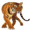 Tiger Widget/Stickers APK