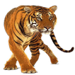 Tiger Widget/Stickers