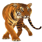 Tiger Widget/Stickers icon