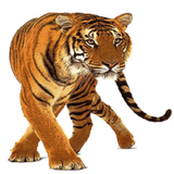 Tiger Widget/Stickers icône