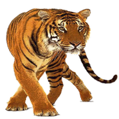 Tiger Widget/Stickers simgesi