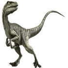 Velociraptor Widget/Stickers icône