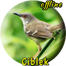 Pikat Burung Ciblek Betina APK