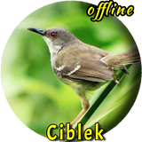 Pikat Burung Ciblek Betina icon
