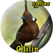 Suara Burung Cililin Master