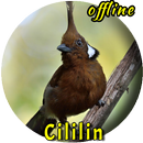 Suara Burung Cililin Master APK