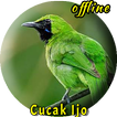 Cucak Ijo Betina Gacor