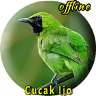 Cucak Ijo Betina Gacor biểu tượng