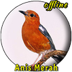 Kicau Burung Anis Merah Juara