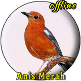 Kicau Burung Anis Merah Juara icon