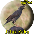 Jalak Kebo Gacor MP3 Offline APK