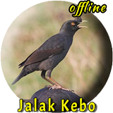 Jalak Kebo Gacor MP3 Offline icône