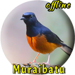 Master Kicau Murai Batu