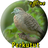 Suara Burung Perkutut Lokal Ga Zeichen