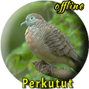 Suara Burung Perkutut Lokal Ga APK