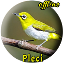 Kicau Burung Pleci Betina APK