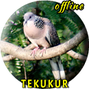 Tekukur Pikat MP3 APK