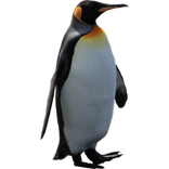 Funny Penguin Widget/Stickers
