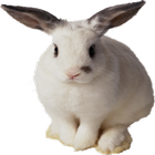 Bunny Widget/Sticker icono