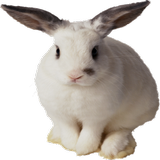 Bunny Widget/Sticker icon