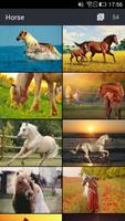 Cool Horse Wallpapers Affiche