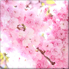 Aroma flower Wallpaper-icoon
