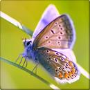 Butterfly wallpapers HD APK