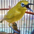 Icona Aplikasi AR Burung Berkicau dan Kicauannya