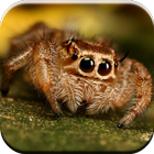 Cute Spider Pictures Collection icône