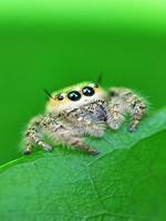 Cute Spider Pictures Collection capture d'écran 1