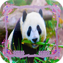 Panda Jigsaw Puzzles APK