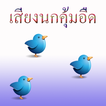 Sound of birds