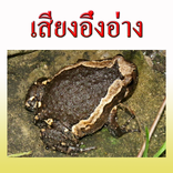 황소 개구리의 목소리