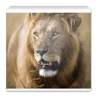 Kenya Wildlife App آئیکن