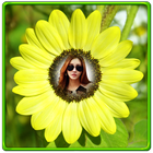 Sunflower Photo Frames icône