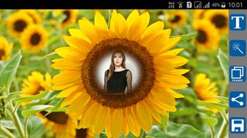 Sunflower Photo Frames poster