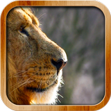 Wild Lion Live Wallpaper icône