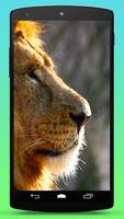 Wild Lion Live Wallpaper پوسٹر