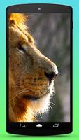 Wild Lion Live Wallpaper ảnh chụp màn hình 2