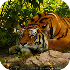 Tiger Live Wallpaper 4K icône