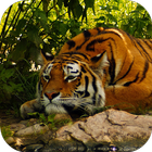 Tiger Live Wallpaper 4K آئیکن
