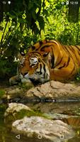 پوستر Tiger Live Wallpaper 4K
