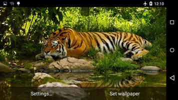 برنامه‌نما Tiger Live Wallpaper 4K عکس از صفحه