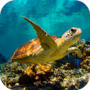 Underwater Sea Turtle 3D LWP APK