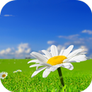 Daisy Live Wallpaper 4K APK