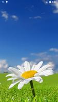 Daisy Live Wallpaper 4K پوسٹر